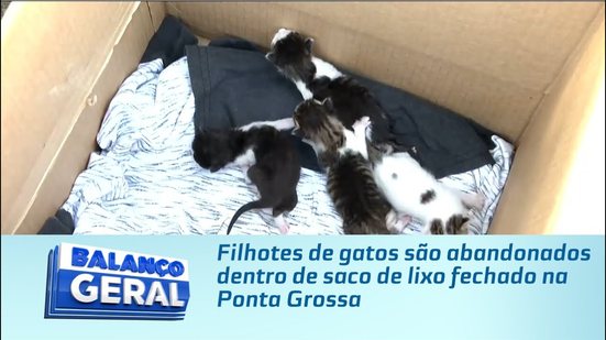Filhotes de gatos são abandonados dentro de saco de lixo fechado na Ponta Grossa