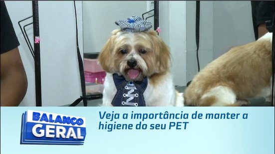 Veja a importância de manter a higiene do seu PET
