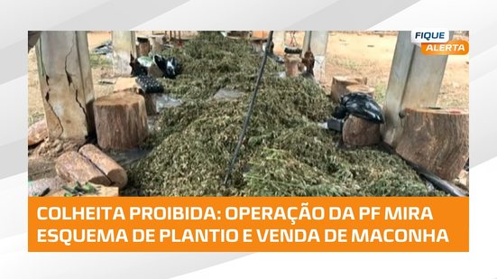 PF desarticula organização criminosa que plantava e vendia maconha