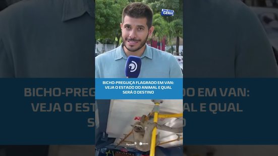 Bicho-preguiça flagrado em van: veja o estado do animal e qual será o destino