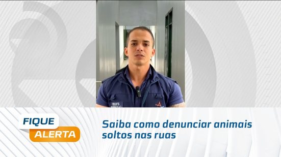 Saiba como denunciar animais soltos nas ruas