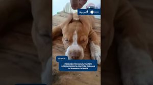 🚨Maus-tratos: homem é indiciado por oferecer corte de orelhas de animais em aplicativo #CidadeAL