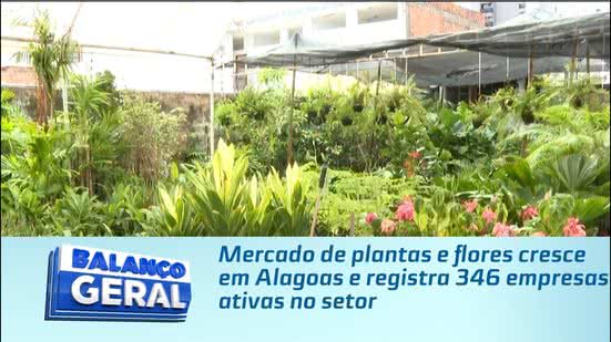 Mercado de plantas e flores cresce em Alagoas e registra 346 empresas ativas no setor