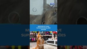 Pets movimentam economia e mercado segue em alta #BalançoGeralAL