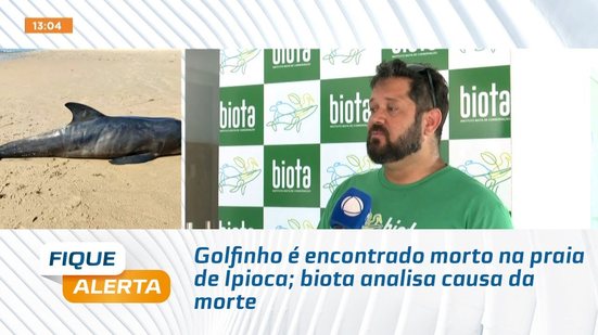 Golfinho é encontrado morto na praia de Ipioca; biota analisa causa da morte