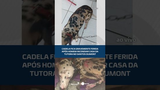 Cadela fica gravemente ferida após homem incendiar casa da tutora no santos dumont #CidadeAL