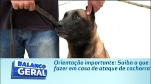 Orientação importante: Saiba o que fazer em caso de ataque de cachorro
