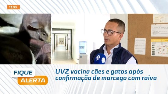 UVZ vacina cães e gatos após confirmação de morcego com raiva