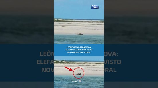 🦭ELE VOLTOU! Leôncio reaparece e chama atenção no litoral alagoano #BalançoGeralAL