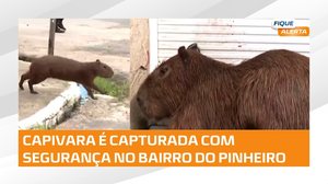 Capivara é capturada no bairro do Pinheiro #FiqueAlerta