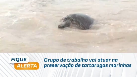 Grupo de trabalho vai atuar na preservação de tartarugas marinhas