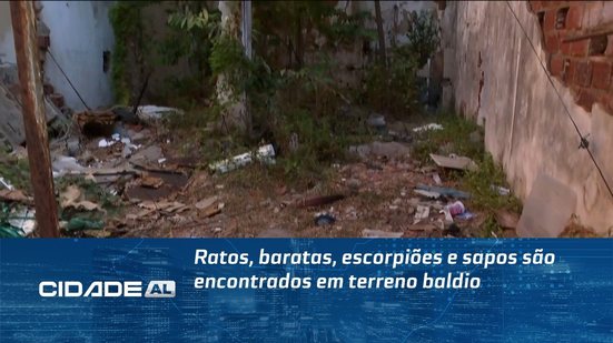 Ratos, baratas, escorpiões e sapos são encontrados em terreno baldio
