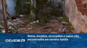 Ratos, baratas, escorpiões e sapos são encontrados em terreno baldio