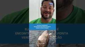 Animal raro: elefante-marinho aparece na Ponta Verde #BalançoGeralAL