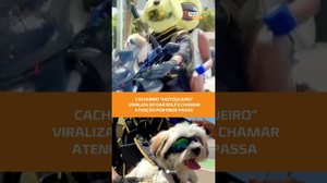 🏍️Cachorro adora dar rolê de moto e chama atenção nas ruas #BalançoGeralAL
