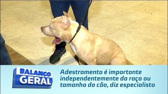 Adestramento é importante independentemente da raça ou tamanho do cão, diz especialista