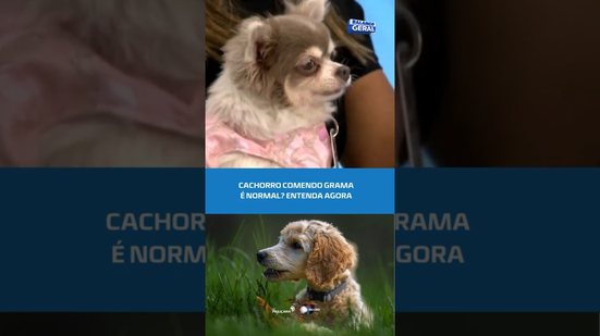 🐾 Meu Bichinho na TV: por que seu pet come grama? #BalançoGeralAL