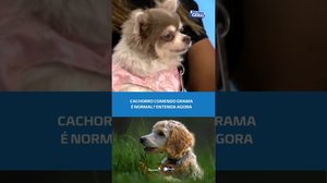 🐾 Meu Bichinho na TV: por que seu pet come grama? #BalançoGeralAL