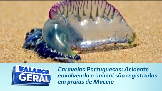 Caravelas Portuguesas: Acidente envolvendo o animal são registrados em praias de Maceió