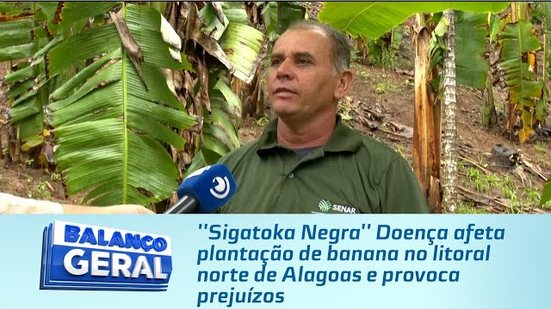 ''Sigatoka Negra'' Doença afeta plantação de banana no litoral norte de Alagoas e provoca prejuízos