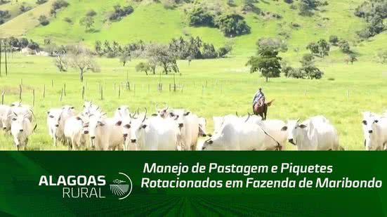 Manejo de Pastagem e Piquetes Rotacionados em Fazenda de Maribondo