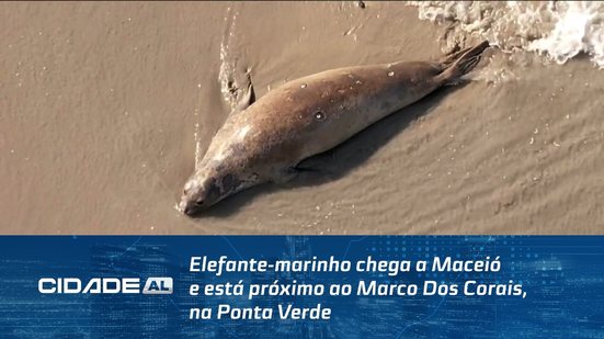 Elefante-marinho chega a Maceió e está próximo ao Marco Dos Corais, na Ponta Verde #CidadeAL