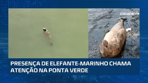 Elefante-marinho chega a Maceió e está próximo ao Marco Dos Corais, na Ponta Verde #CidadeAL