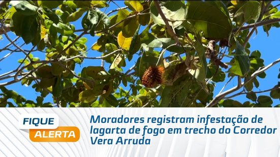 Moradores registram infestação de lagarta de fogo em trecho do Corredor Vera Arruda