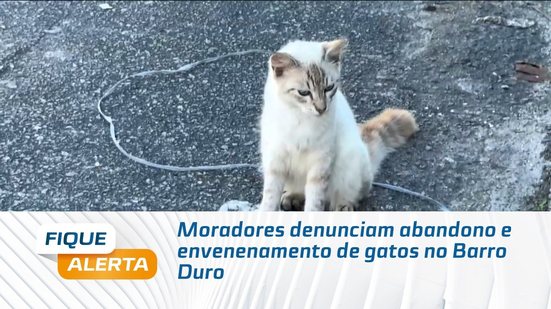 Moradores denunciam abandono e envenenamento de gatos no Barro Duro