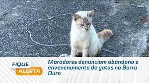 Moradores denunciam abandono e envenenamento de gatos no Barro Duro