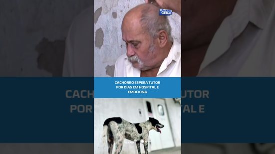 🐶Lealdade sem limites: cão aguarda tutor internado #BalançoGeralAL