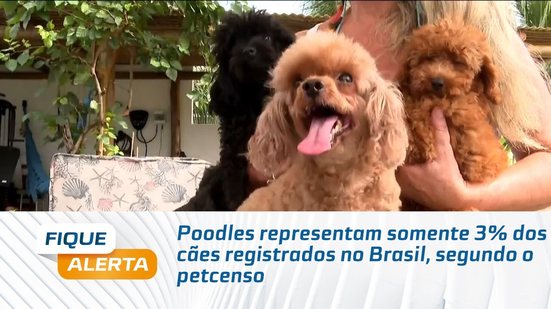 Poodles representam somente 3% dos cães registrados no Brasil, segundo o petcenso