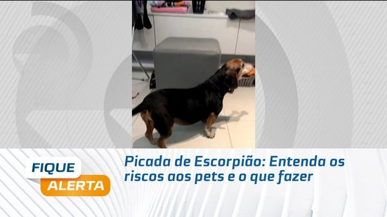 Picada de Escorpião: Entenda os riscos aos pets e o que fazer