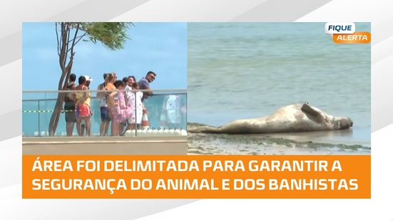 Elefante-marinho chega a Maceió e está próximo ao Marco Dos Corais, na Ponta Verde