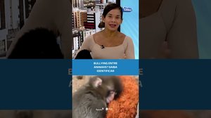 Seu pet pode estar sofrendo bullying, entenda como no #BalançoGeralAL