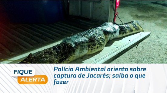 Polícia Ambiental orienta sobre captura de Jacarés; saiba o que fazer