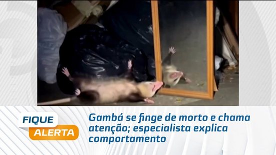 Gambá se finge de morto e chama atenção; especialista explica comportamento