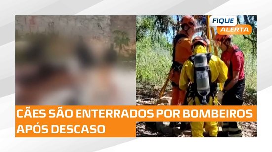 Homem que atropelou e matou cães no Village Campestre presta depoimento