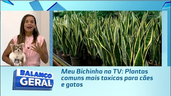 Meu Bichinho na TV: Plantas comuns mais toxicas para cães e gatos