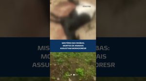 Mistério em Craíbas: mortes de animais assustam moradores #CidadeAL