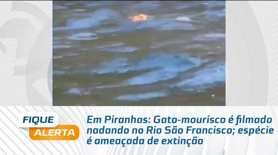 Em Piranhas: Gato-mourisco é filmado nadando no Rio São Francisco; espécie é ameaçada de extinção