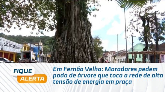 Em Fernão Velho: Moradores pedem poda de árvore que toca a rede de alta tensão de energia em praça