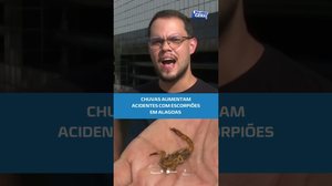 Chuvas aumentam acidentes com escorpiões em Alagoas #BalançoGeralAL