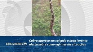 Cobra aparece em calçada e caso levanta alerta sobre como agir nessas situações