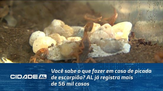 Você sabe o que fazer em caso de picada de escorpião? AL já registra mais de 56 mil casos