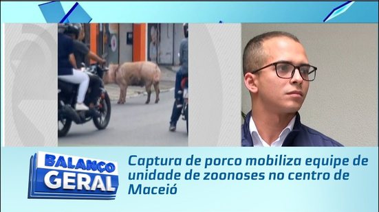 Captura de porco mobiliza equipe de unidade de zoonoses no centro de Maceió