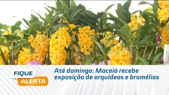 Até domingo: Maceió recebe exposição de orquídeas e bromélias