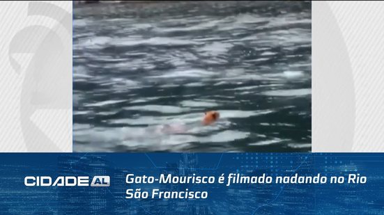 Gato-Mourisco é filmado nadando no Rio São Francisco; espécie é ameaçado de extinção