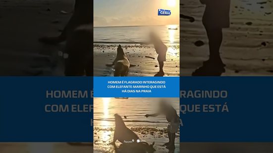 Animal está há dias no local: homem é flagrado interagindo com elefante-marinho #BalançogGralAL