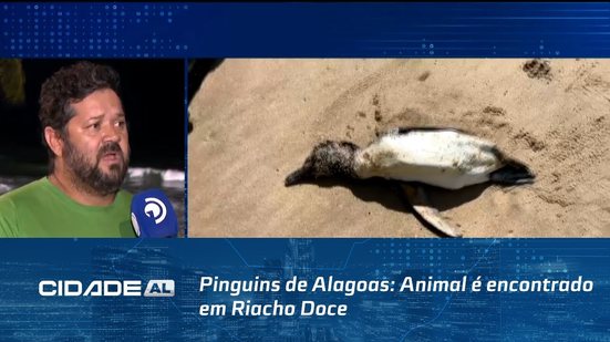 Pinguins de Alagoas: Animal é encontrado em Riacho Doce; foi o segundo em menos de uma semana